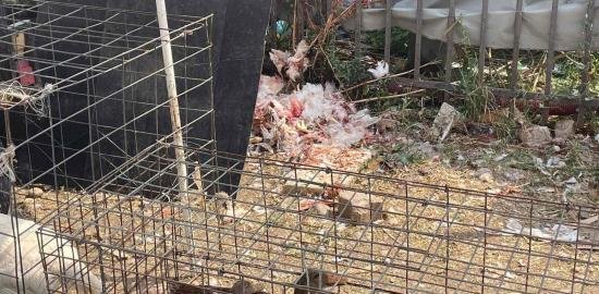 Kasaphanet e tregjeve ilegale