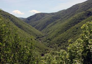 Monitorimi i lëndëve për vjedhje pylli në Gjykatat Themelore të Kosovës